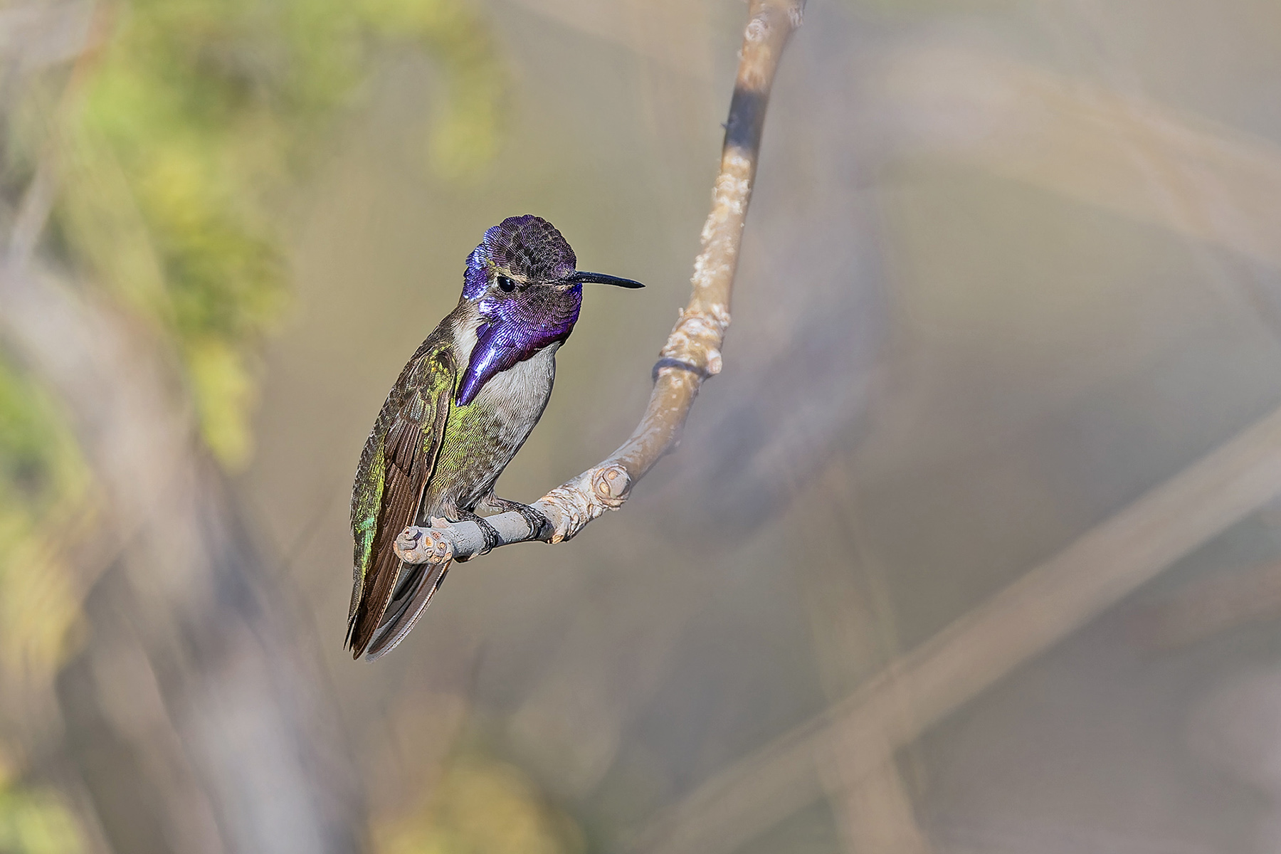 Costa's Hummingbird (image by Pete Morris)