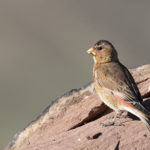 Crimson-winged Finch (image by Sjoerd Radstaak)