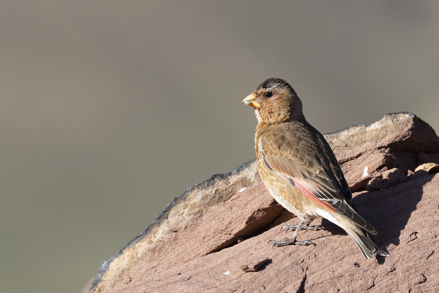 Crimson-winged Finch (image by Sjoerd Radstaak)