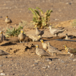 Crowned, Spotted and Pin-tailed Sandgrouse (image by Sjoerd Radstaak)