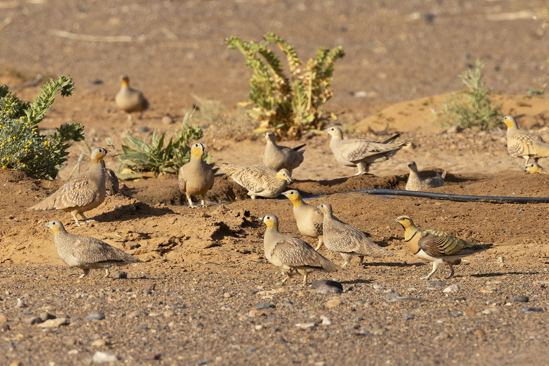 Crowned, Spotted and Pin-tailed Sandgrouse (image by Sjoerd Radstaak)