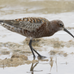 Curlew Sandpiper (image by Sjoerd Radstaak)