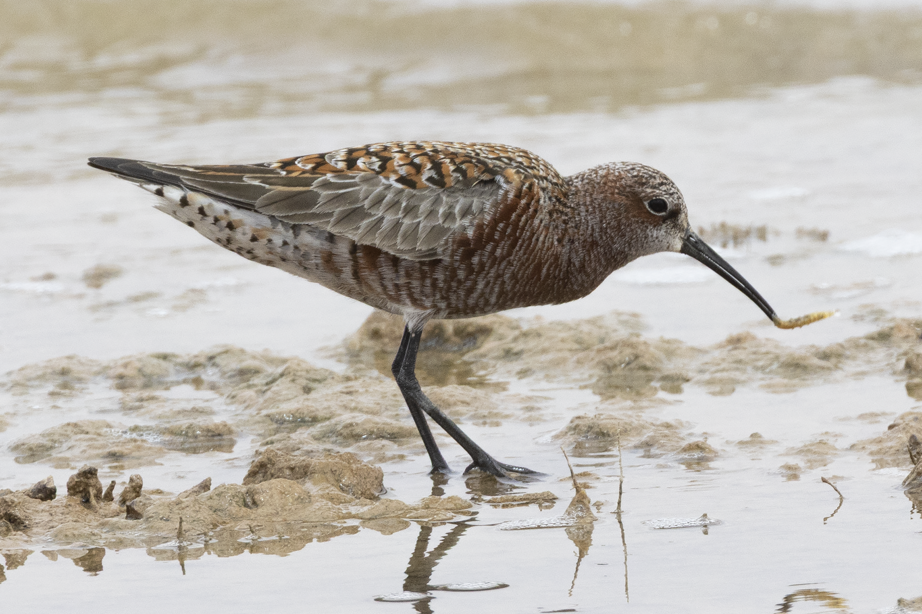 Curlew Sandpiper (image by Sjoerd Radstaak)