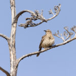 Curve-billed Thrasher (image by Mike Watson)