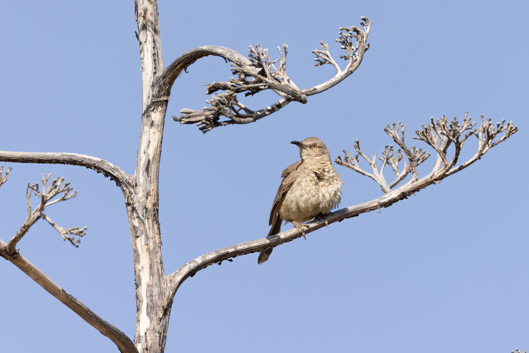 Curve-billed Thrasher (image by Mike Watson)