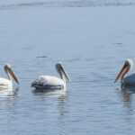 Dalmatian Pelican (image by Mark Van Beirs)