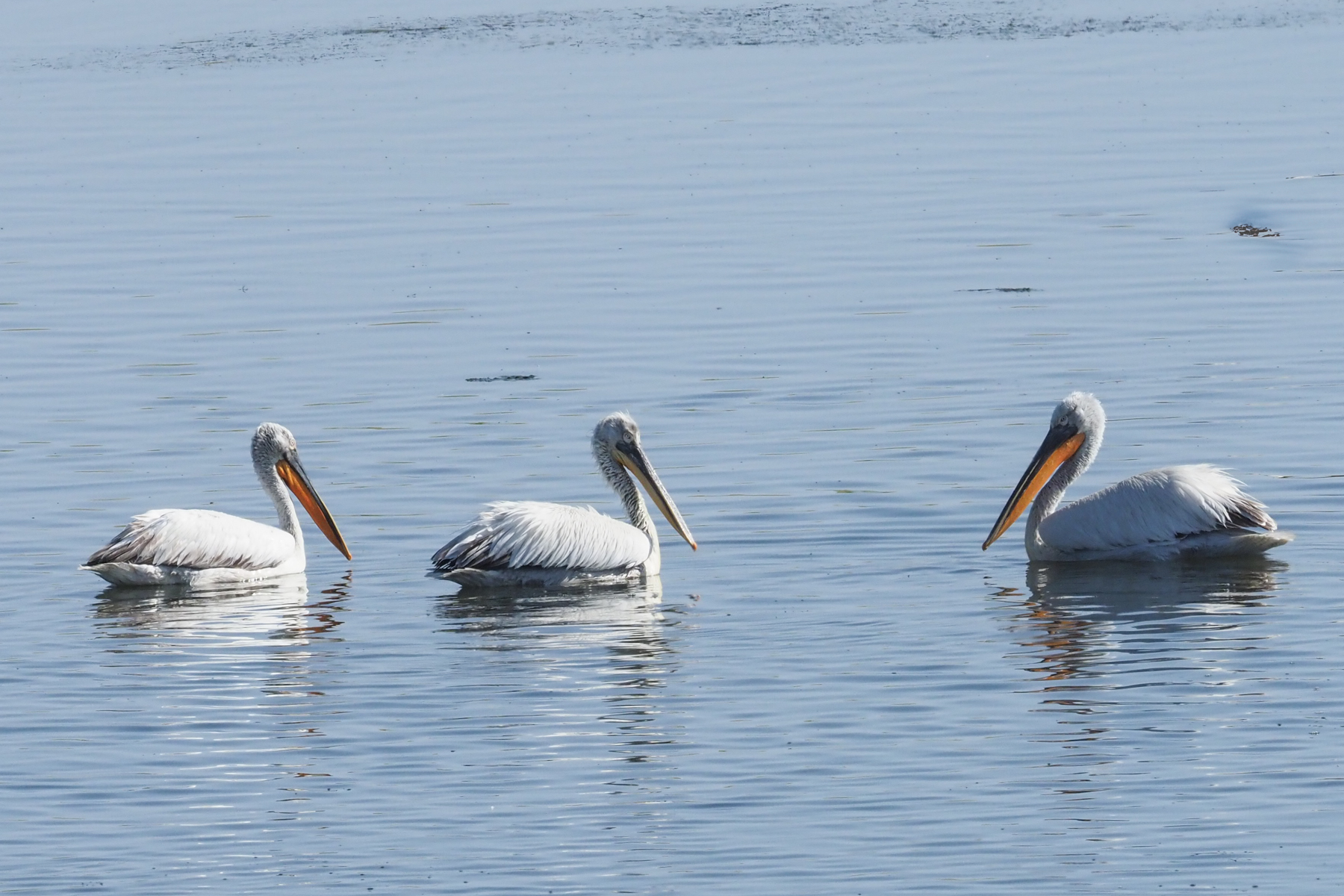 Dalmatian Pelican (image by Mark Van Beirs)