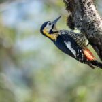 Darjeeling Woodpecker (image by Simon Mitchell)