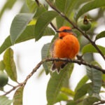 Darwin's Flycatcher (image by Mike Watson)