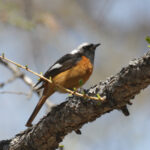 Daurian Redstart (image by Trevor Ellery)
