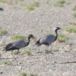 Demoiselle Crane (image by Trevor Ellery)