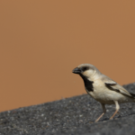 Desert Sparrow (image by Sjoerd Radstaak)