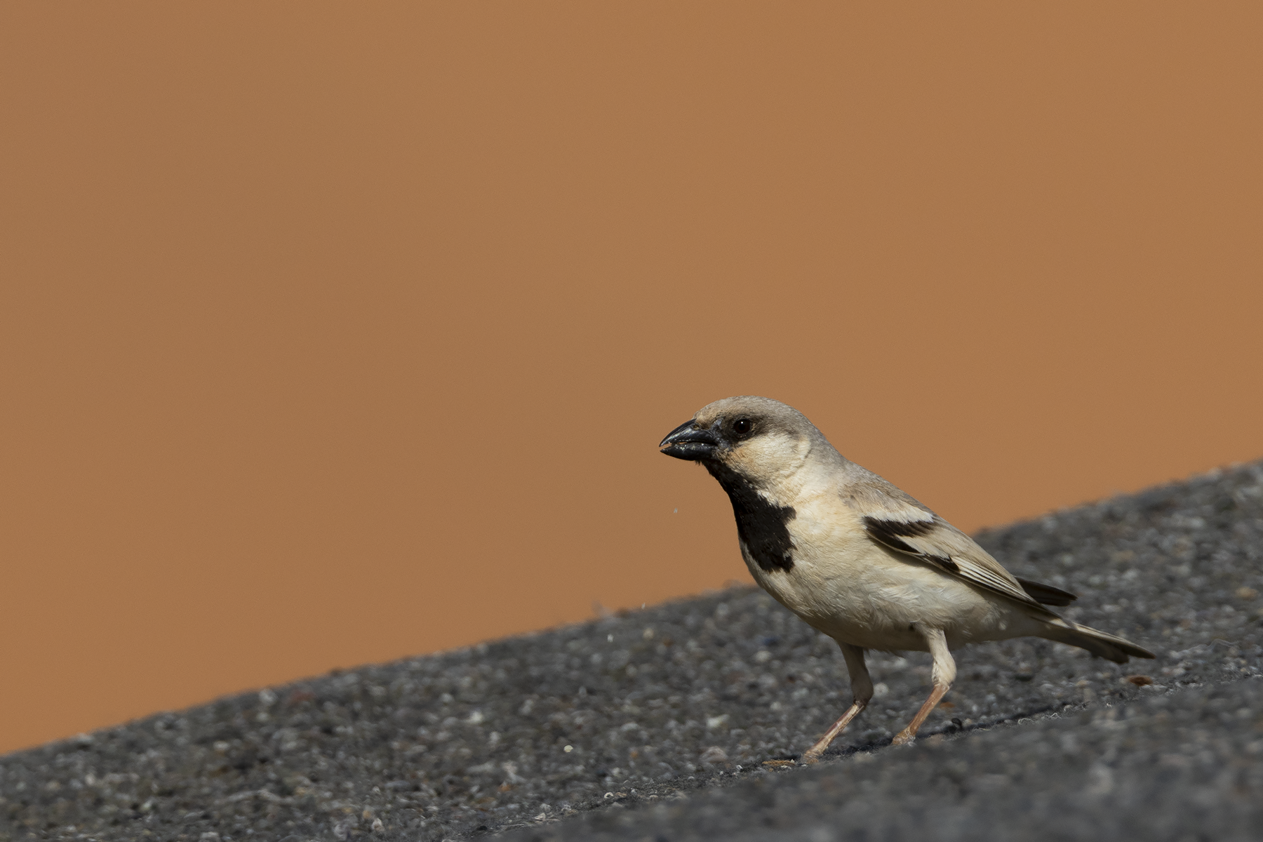 Desert Sparrow (image by Sjoerd Radstaak)