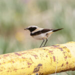 Desert Wheatear (image by Trevor Ellery)