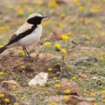 Desert Wheatear (image by Sjoerd Radstaak)