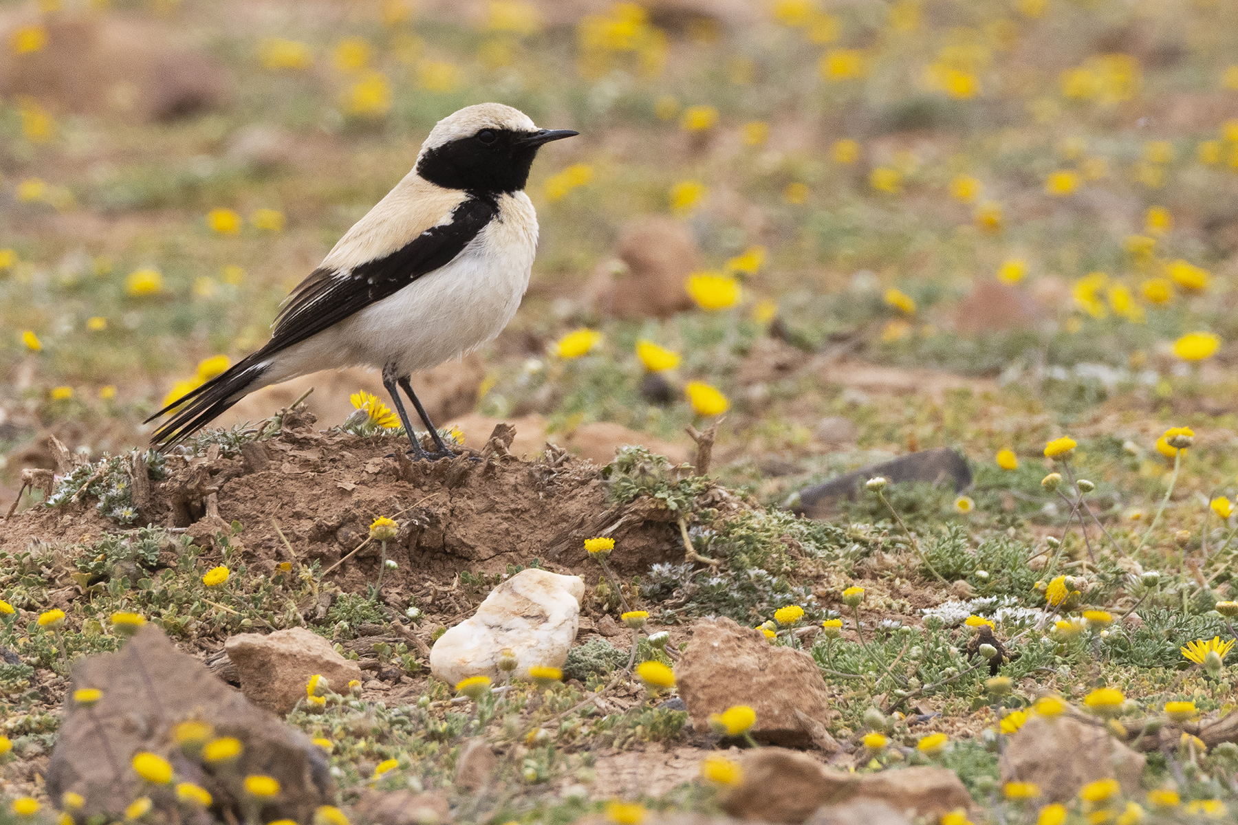 Desert Wheatear (image by Sjoerd Radstaak)