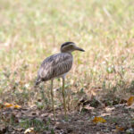 Double-striped Thick-Knee (image by Fito Downs)