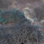 Dupont's Lark (image by Martin Hale)