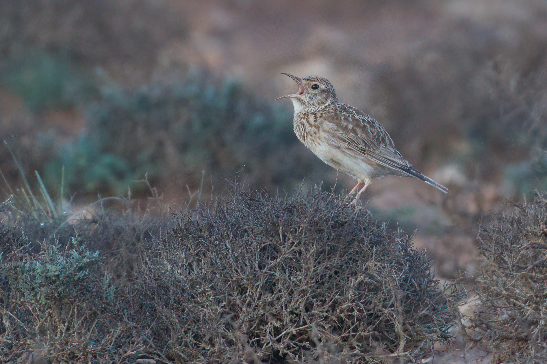 Dupont's Lark (image by Martin Hale)