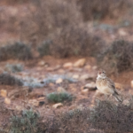Dupont's Lark (image by Sjoerd Radstaak)
