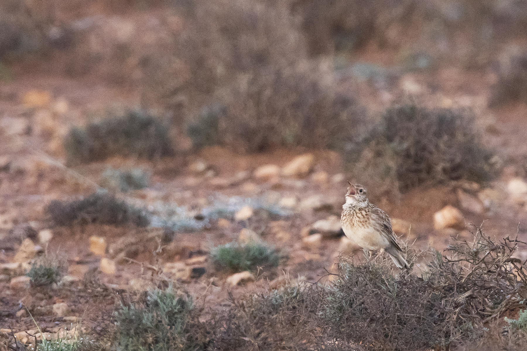 Dupont's Lark (image by Sjoerd Radstaak)