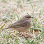 Dusky Warbler (image by Trevor Ellery)