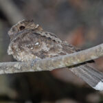 Eared Poorwill (image by Pete Morris)