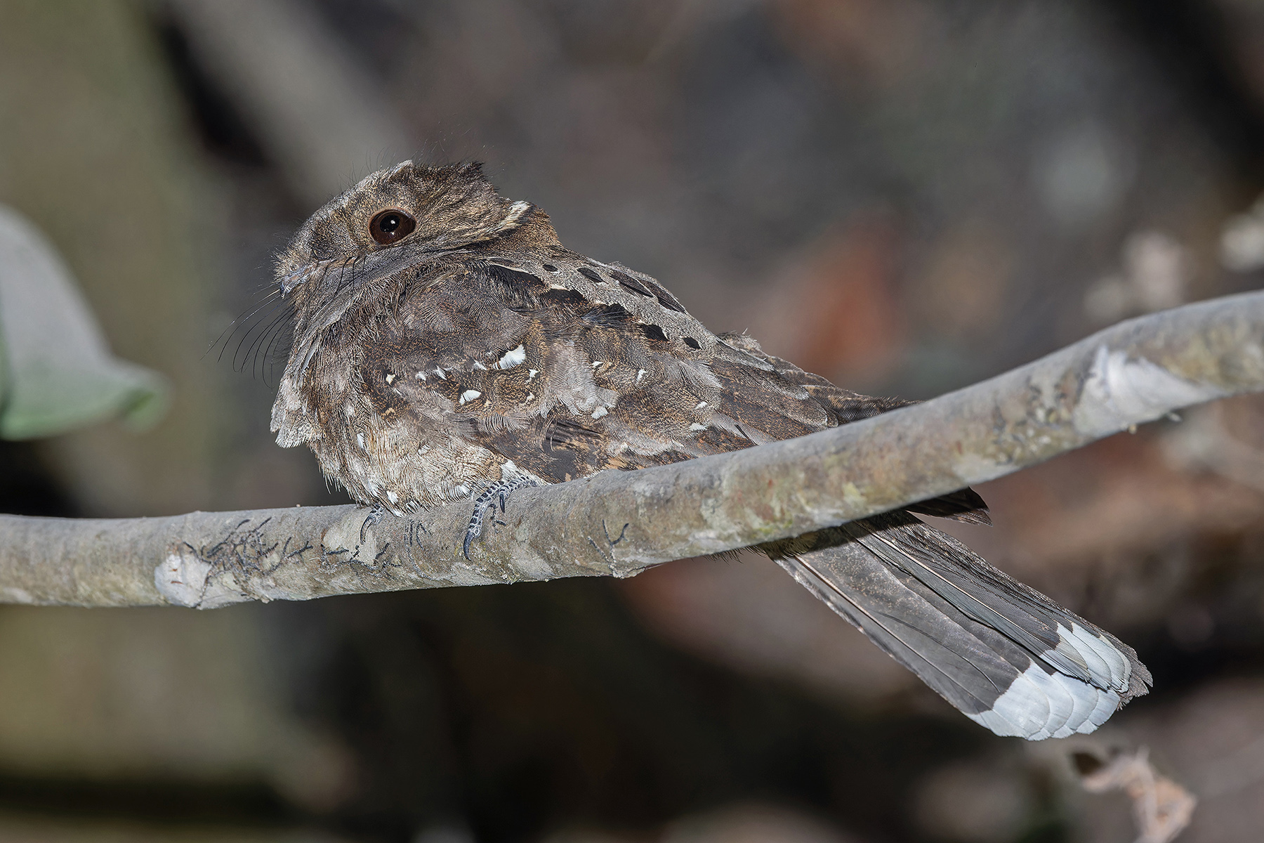 Eared Poorwill (image by Pete Morris)