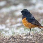 Eastern Black Redstart (image by Simon Mitchell)