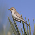 Eastern Olivaceous Warbler (image by Martin Hale)