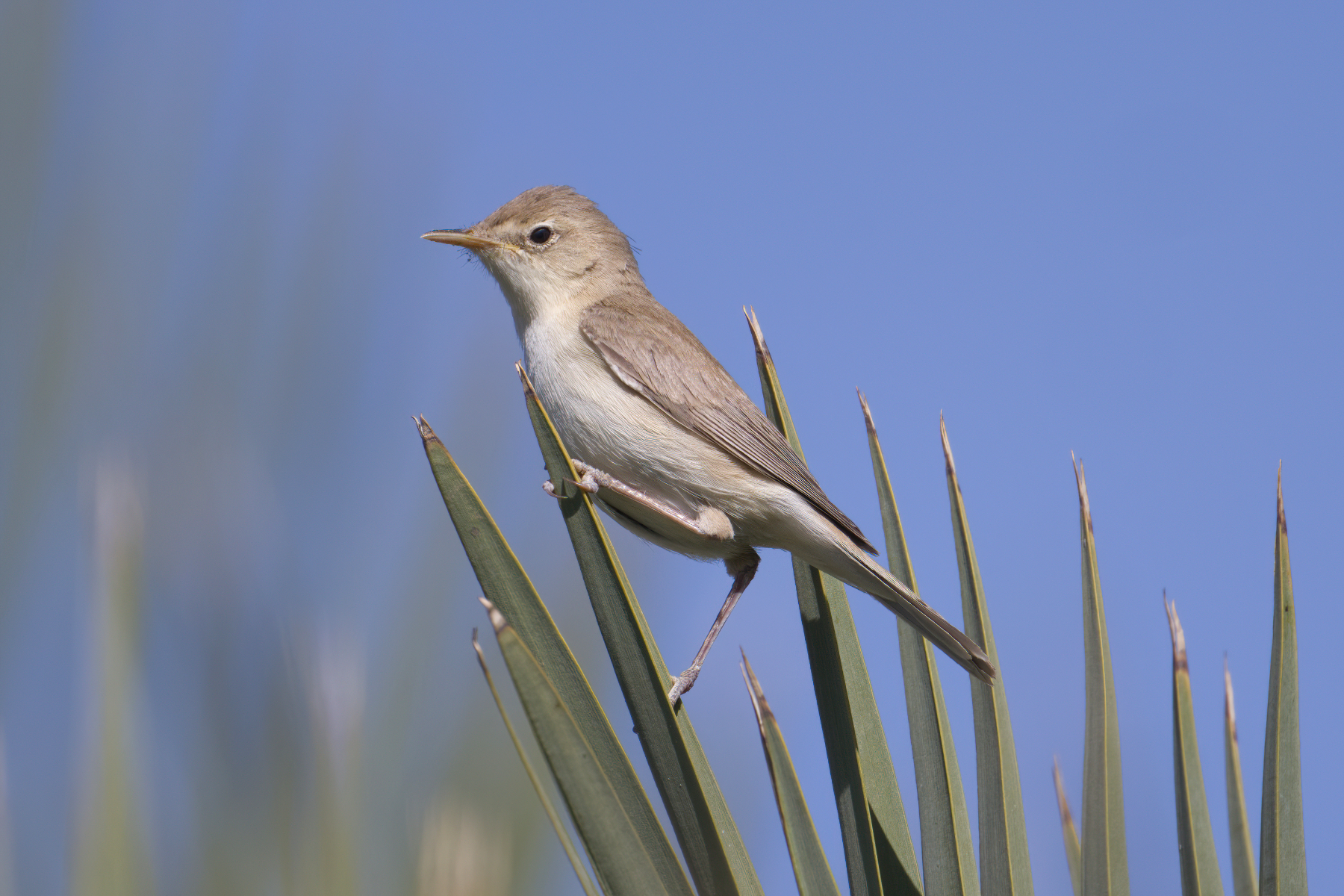 Eastern Olivaceous Warbler (image by Martin Hale)
