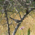 Eastern Orphean Warbler (image by Mark Van Beirs)