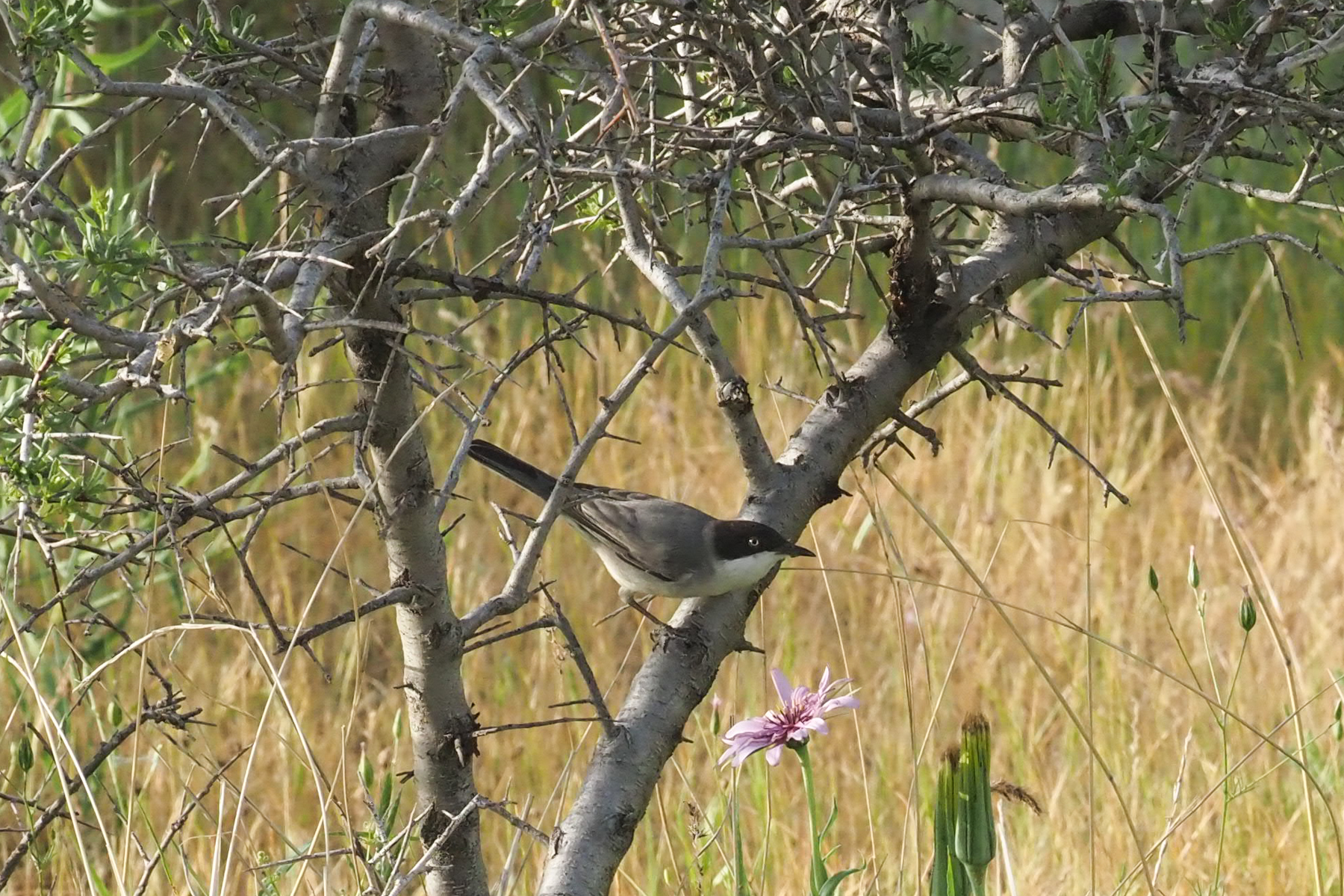 Eastern Orphean Warbler (image by Mark Van Beirs)