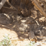 Egyptian Nightjar (image by Sjoerd Radstaak)