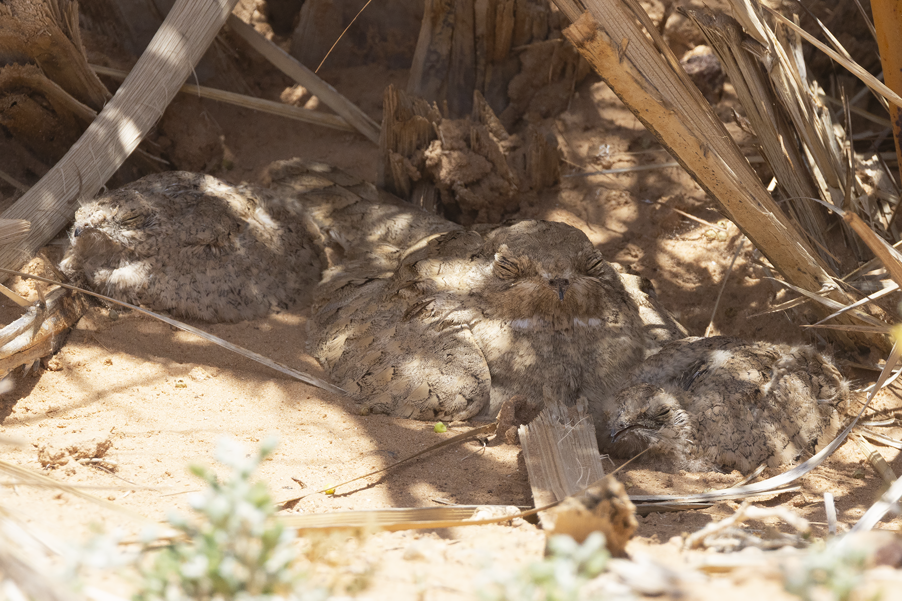 Egyptian Nightjar (image by Sjoerd Radstaak)