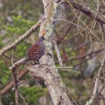 Elegant Quail (image by Pete Morris)
