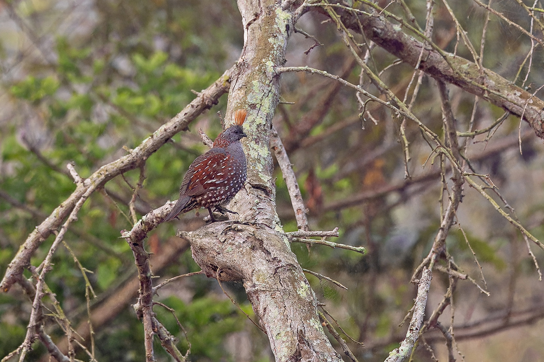 Elegant Quail (image by Pete Morris)