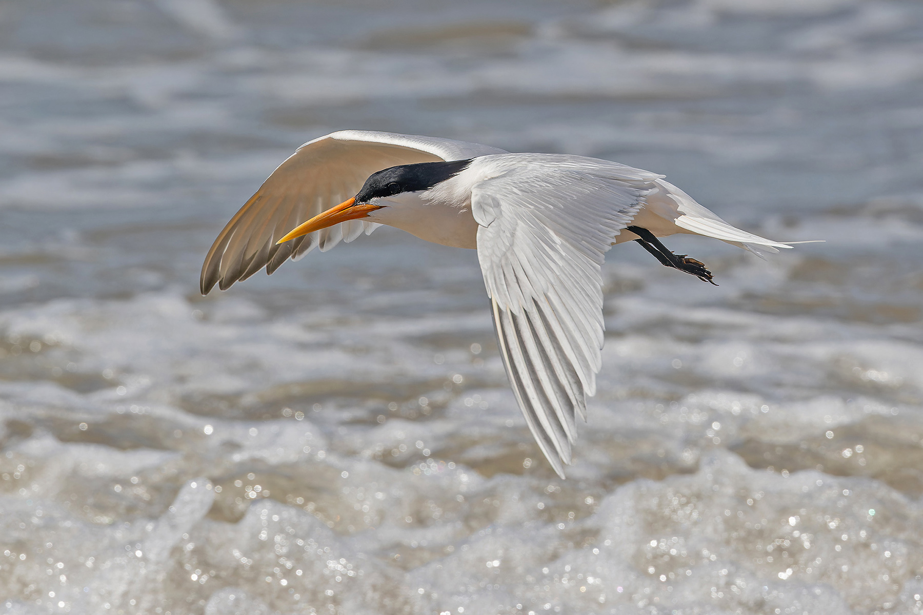 Elegant Tern (image by Pete Morris)