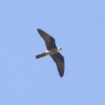 Eleonora's Falcon (image by Sjoerd Radstaak)