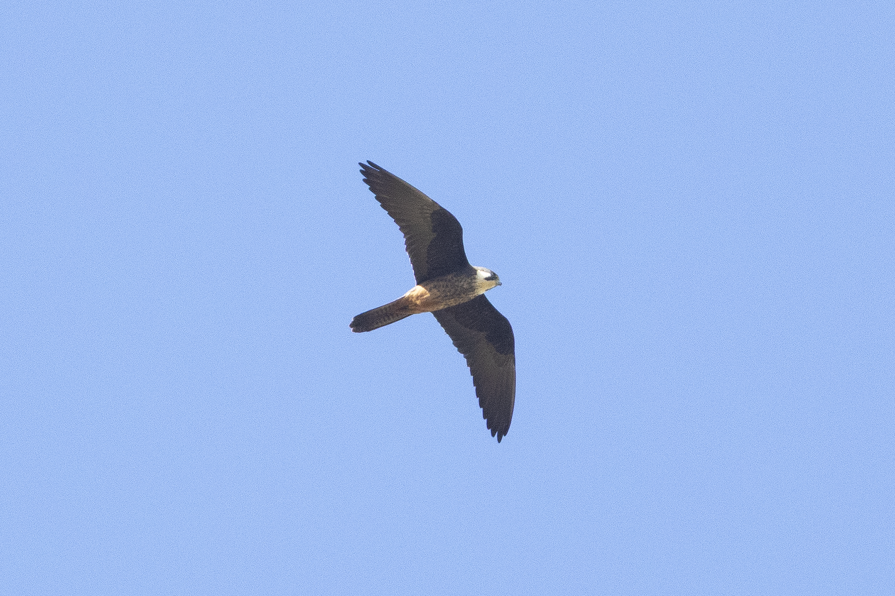 Eleonora's Falcon (image by Sjoerd Radstaak)