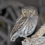 Elf Owl (image by Pete Morris)