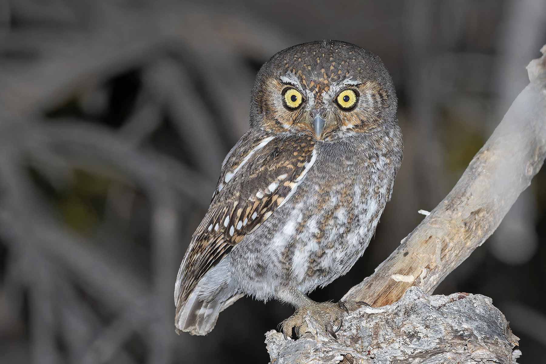 Elf Owl (image by Pete Morris)