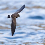 Elliot's Storm Petrel (image by Mike Watson)