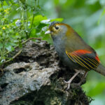 Emei Shan Liocichla (image by Simon Mitchell)