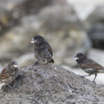 Espanola Cactus Finch (image by Mike Watson)