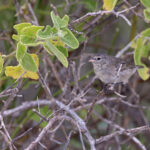 Espanola Grey Warbler-Finch (image by Mike Watson)