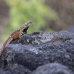 Espanola Lava Lizard (image by Mike Watson)