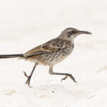 Espanola Mockingbird (image by Mike Watson)