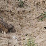 Eurasian Eagle Owl (image by Mark Van Beirs)