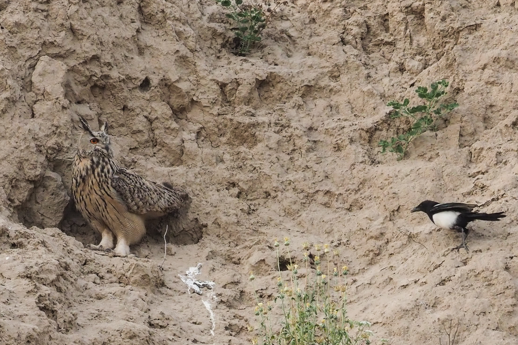 Eurasian Eagle Owl (image by Mark Van Beirs)